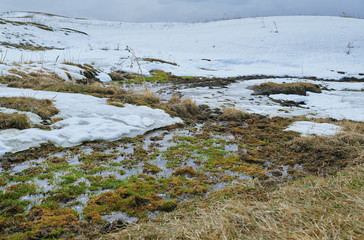 Swampland place with rotten reeds in winter