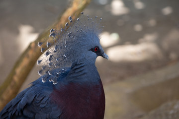 pigeon in the park