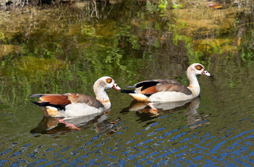 Pair of Egyptian geese with buff, brown, and white feathers and dark brown eye patches are swimming in dark blue green water with reflections of the green and rocky water's edge.
