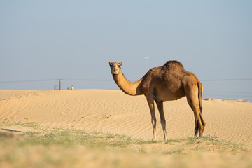 Camels walking in desert in Abu Dhabi UAE