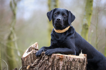 Junger schwarzer Labrador im Frühling