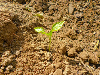 Seedlings green sprout of pepper grows in the soil in spring. The concept of growth of nature, business growth, World Environment Day.