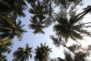 Fototapeta na wymiar Palm Trees and sky