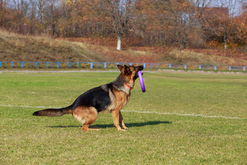 Dog breed German Shepherd