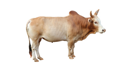 cow isolated on white background