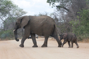 Fototapeta na wymiar A baby elephant walking along a dirt road with mom in south africa