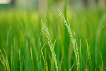 grass on green background