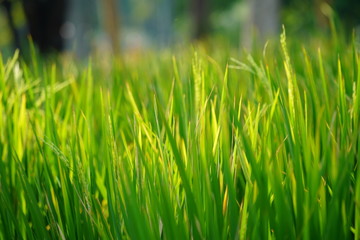 closeup of green grass with water drops of dew