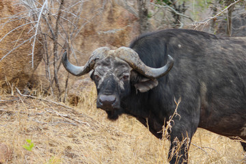 A water buffalo standing on top of a dry grass field in south africa