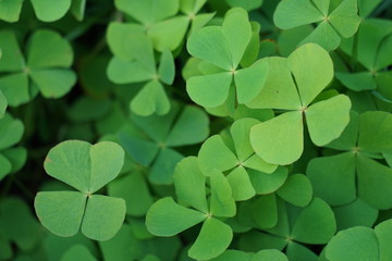 clover background