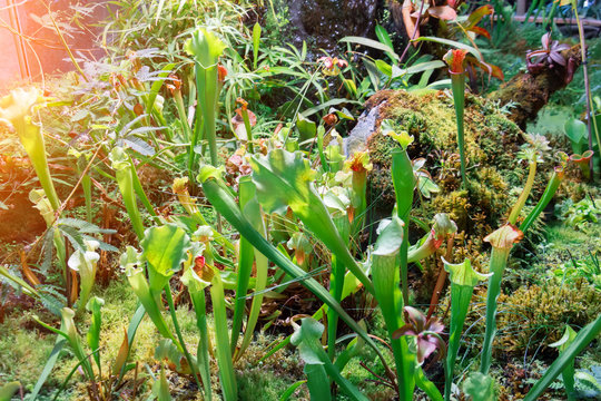 Sarracenia insect eating plant growing in garden.