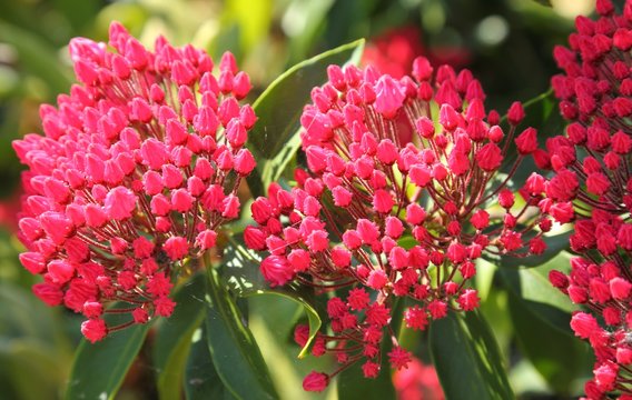 Kalmia Latifolia.