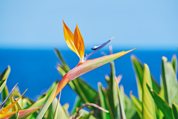 Vivid flower of Bird of Paradise or Strelitzia Reginae among leaves