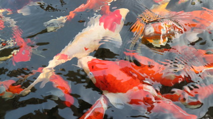 koi fish in the pond