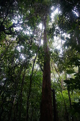 Obraz premium Mangrove forest, Dubuji Walk Australia