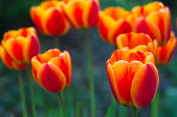Blooming tulips. Bokeh blur in the background. Spring. Wallpaper for screensavers.