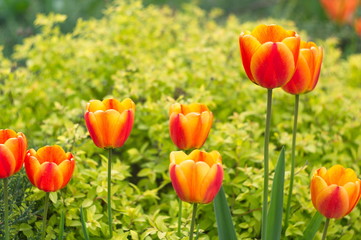 Beautiful natural background with tulips. Wallpaper for screensavers.