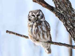 Boreal Owl Perched on Tree Branch on Sunny Day in Winter 