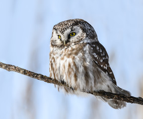 Boreal Owl Perched on Tree Branch on Sunny Day in Winter 