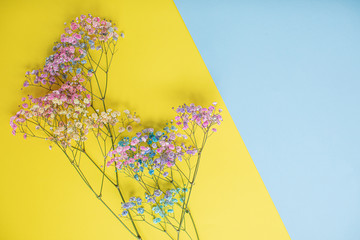 Beautiful painted gypsophila on multicolored paper backgrounds with copy space. Spring, summer,...