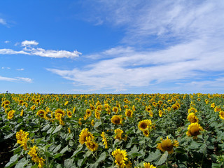 Sunflower fields near Bratislava, Slovakia