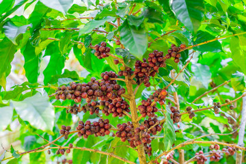 Close-up of coffee beans fruit on tree in plantations..