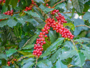 Close-up of coffee beans fruit on tree in plantations..