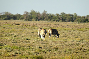 Equus quagga burchellii