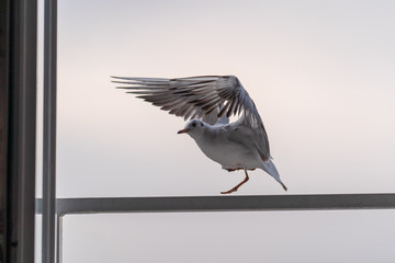 bird on white background