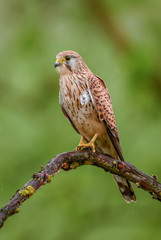 Eurasian Kestrel - Falco tinnunculus, beautiful bird of prey from European and Asian forest, Hortobagy, Hungary.