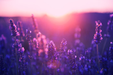 Lavender flowers at sunset in Provence, France. Macro image, shallow depth of field. Beautiful...