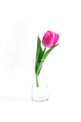 beautiful pink Tulip in a transparent vase on a white background. spring composition