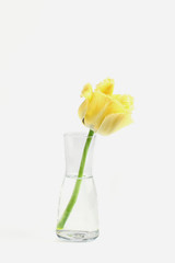 minimalistic floral arrangement. yellow tulip in a vase on a white background