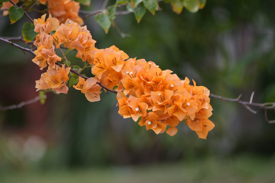 Bougainvillea flowers orange colour with leaf green colour and blur background in the outdoor parks