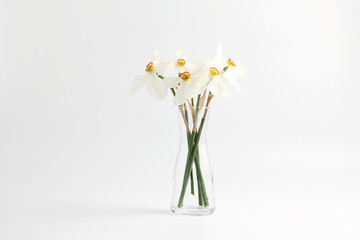 minimalistic layout. bouquet of white daffodils in a glass vase on a white background