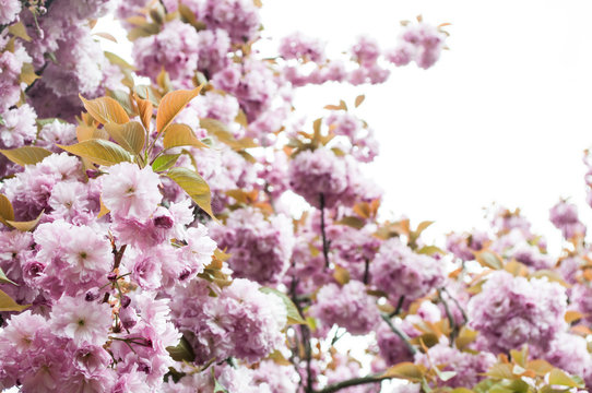 Spring flowers detail