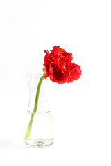 beautiful lush red flower in a transparent vase on a white background. Tulip flower