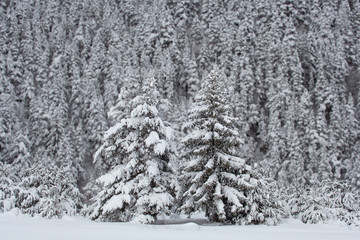 Two Snowy Pines on Pines Background