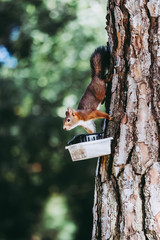 Ecureuil roux qui vient manger sur une mangeoire