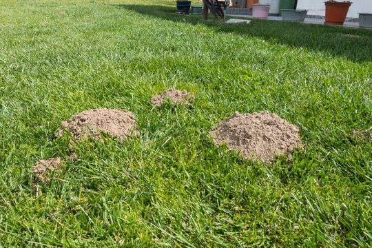 mole hills on a green lawn