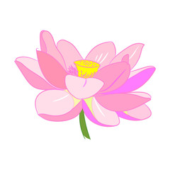 pink lotus, flower