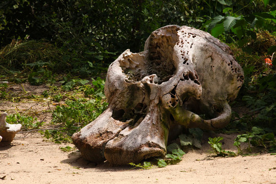 Schädel eines von Elfenbein Wilderern getöteten Elefanten in Afrika