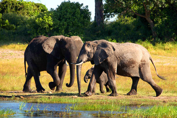 Elefantenfamilie im Nationalpark