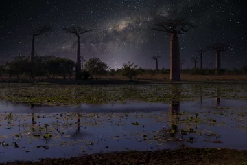 Rolgordijnen Milky way over silhouette of baobab trees, Madagascar © Picturellarious