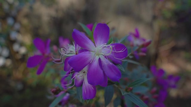 Bright purple wild flowers On a nice day in Hong Kong Island.