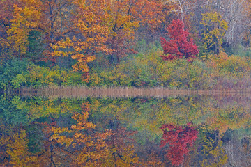 Autumn shoreline of Whitford Lake with mirrored reflections in calm water, Fort Custer State Park, Michigan, USA