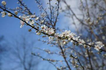 Zweig mit weißen Blüten vor blauem Himmel bei Sonnenschein