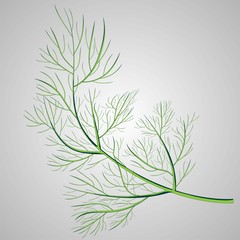 A sprig of dill. Isolated vector illustration. Herbal nature plant. Botanical illustration