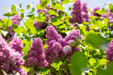 blooming lilac against the blue sky in spring