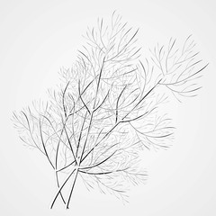 A sprig of dill. Isolated vector illustration. Herbal nature plant. Botanical illustration